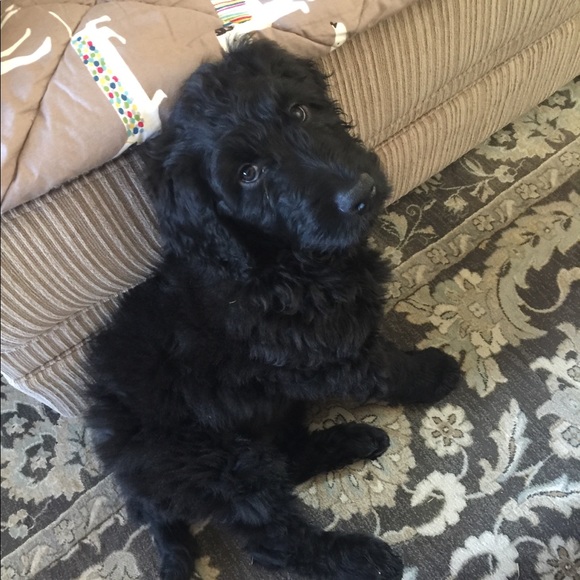 Meet your Posher, Krista - Picture 3 of 7